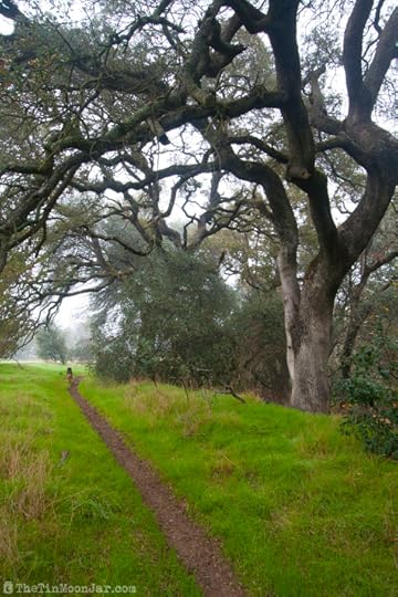 The importance of weather and setting in fiction | A Feast of Weeds | JamieThornton.com #fog