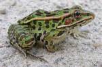 frog