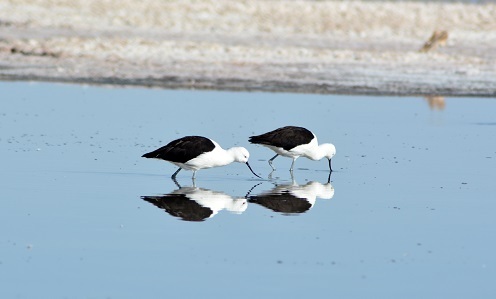 2 black birds
