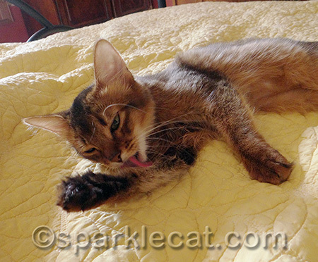 Humans are good at grooming but cats are better!