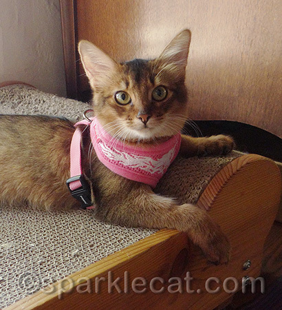 Does my harness make me look more official?