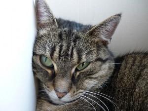 pain_in_cats