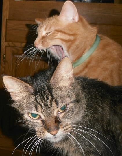 Yawning Cat and Sleepy Cat