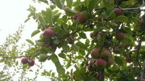 apples