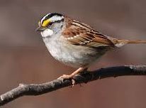 white-throated sparrow