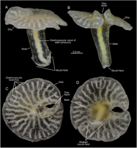 Dendrogramma_enigmatica_sp._nov.,_holotype