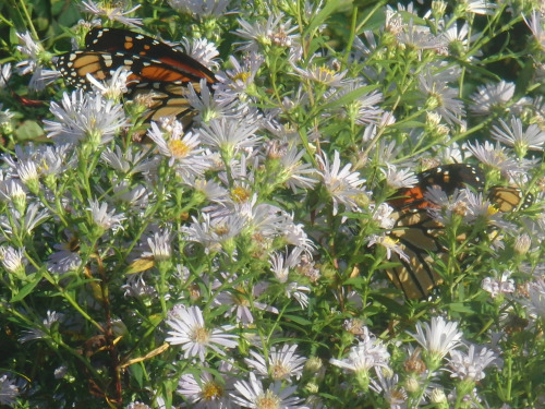 monarchs