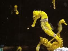 photo seahorse_zps68632b66.jpg