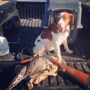 At four years old, Misty has become a pretty good bird dog. 
