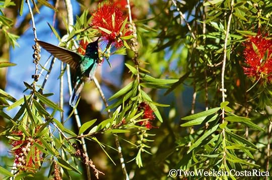 Hummingbird San Gerardo de Dota | Two Weeks in Costa Rica