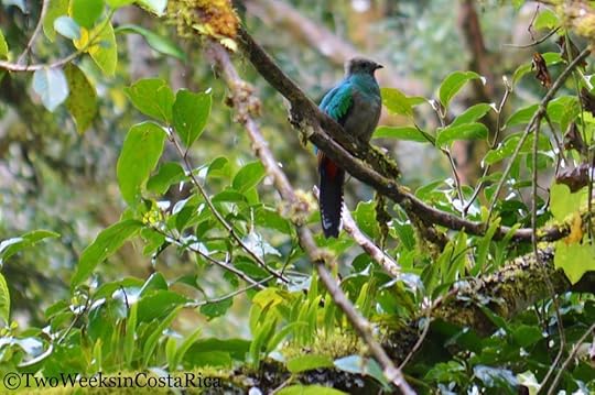 Female Resplendent Quetzal | Two Weeks in Costa Rica