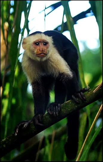capuchin photo: Capuchin RDM_9098bb.jpg