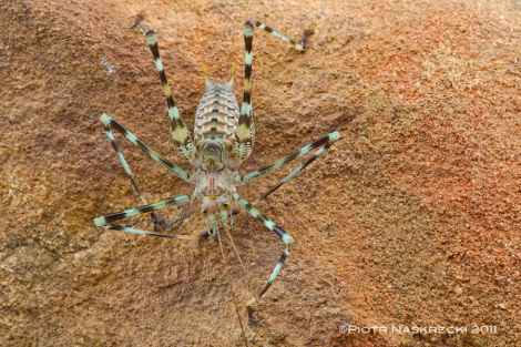 Resembling large spiders, cave katydids exhibit typical morphological characteristics of cave animals, which relay mostly on tactile information when moving around.