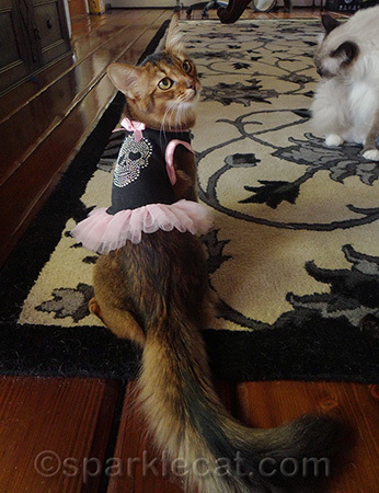 I'm a show cat - I can strike a pose!