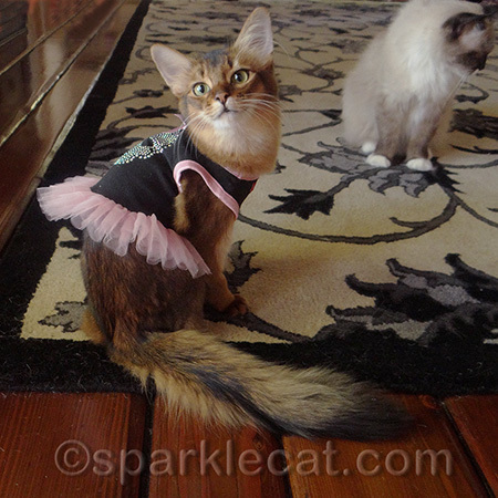 I'm practicing for when I get professional show cat photos