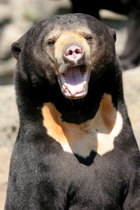 May bite!