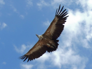 169169_web_R_K_B_by_Tobias Bräuning_pixelio.de