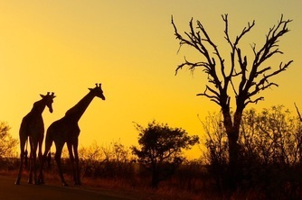 Giraffes, Kruger National Park