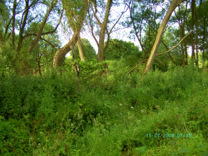 Digital StillCamera