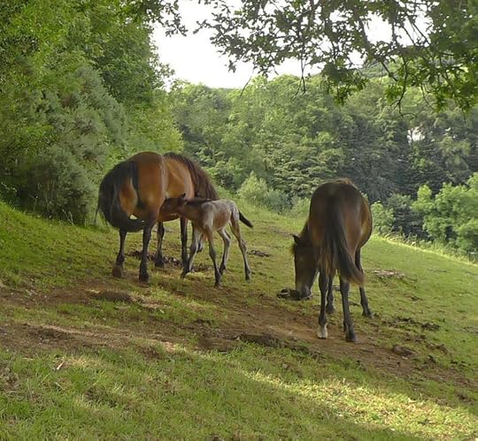 A foal's breakfast