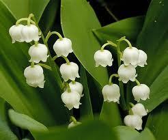 floral-background-4.jpg