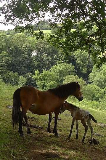 Dartmoor pony and foal