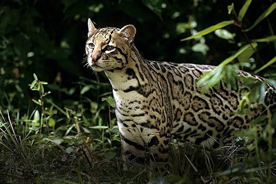 ocelot