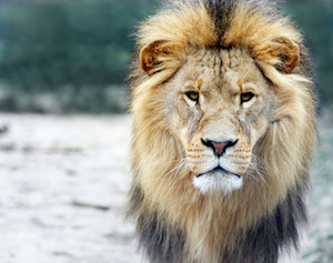 courageous people take action leadership qualities