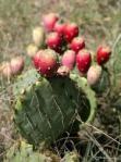 images5