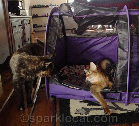 Sorry, but this cage is occupied!
