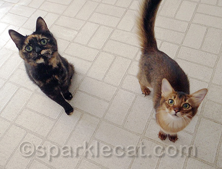This is what it looks like at breakfast time - and you should HEAR it!