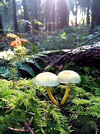 Wald 1