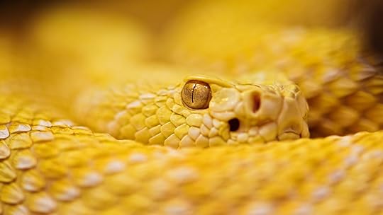 yellowsnake