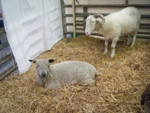 One ewe and one ram in a pen with straw