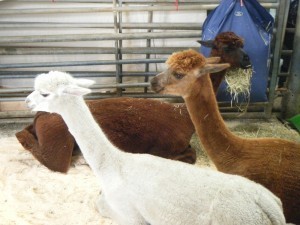 Three alpacas