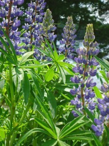 June Lupine