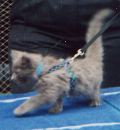 3-19 leashed kitten
