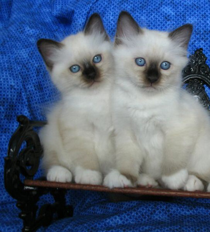 2 Birman Boys susanna downer