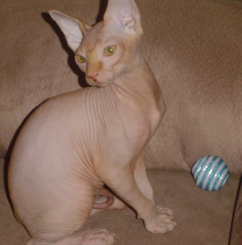 jack nohairtheresphynx.com