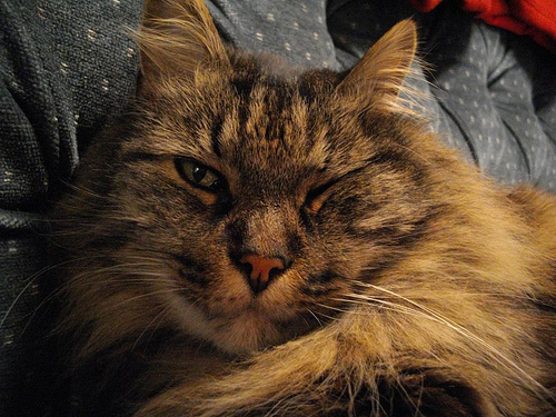 Winking Anubis