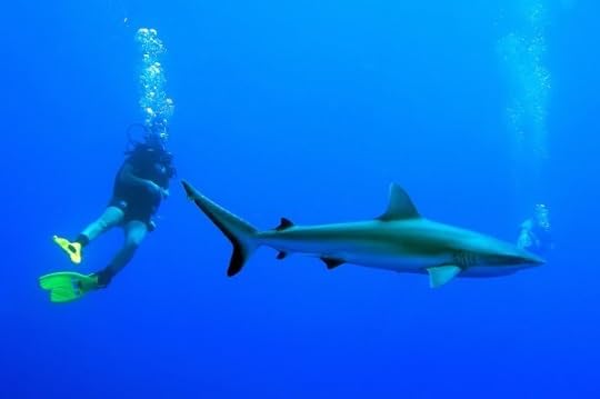 Swimming with sharks