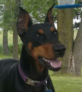 Rotttie