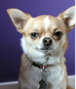 chihuahua