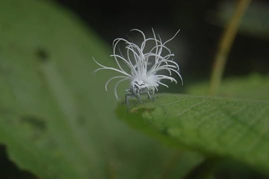 How can something so fluffy be so deadly?! Some endemic insects in the park.