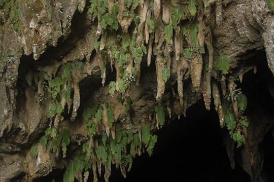 Rare one-leaf plants in the mouth of Clearwater Cave.