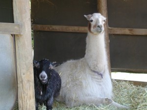 Racu and Boris 300x225