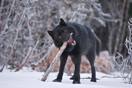 A proposed USFS logging auction threatens this wolf subspecies (Photo: Hyde?)