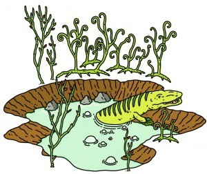 Tiktaalik_Pond