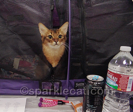 DON'T ignore the little cat behind the curtain!