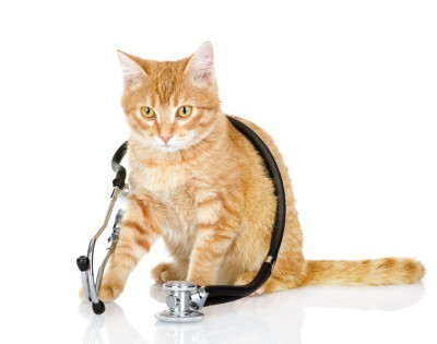 cat_vet_stethoscope